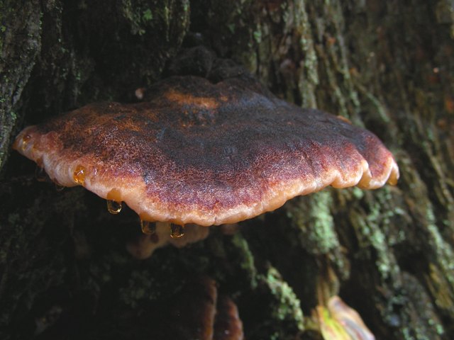 Escursione a 1500/1800,tanti funghi